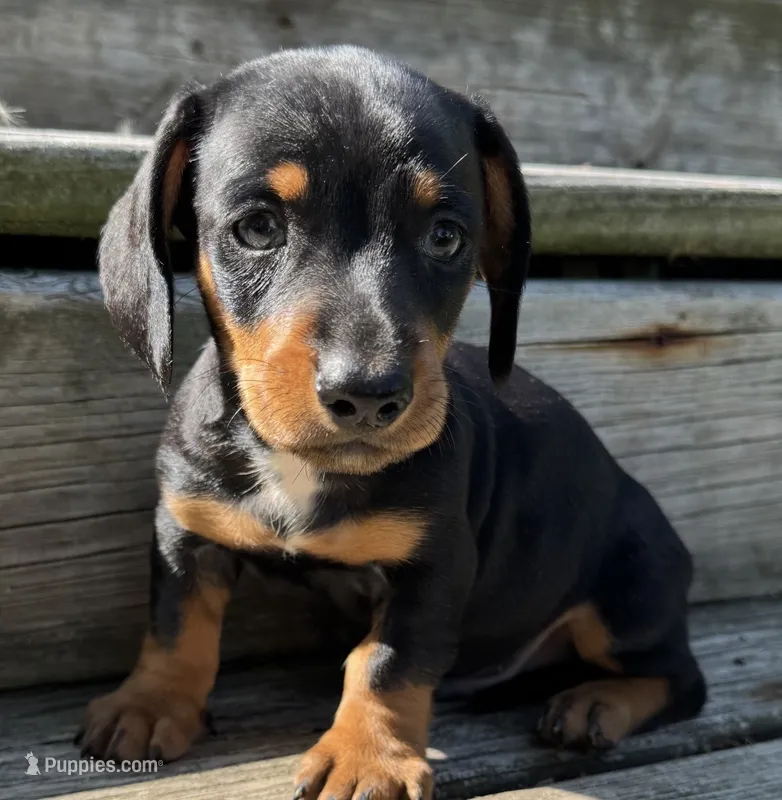 Quincy – Miniature Dachshund puppy for sale in Gladwin, MI