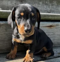 Quincy, a male Miniature Dachshund for sale in Gladwin, MI – 1 of 1