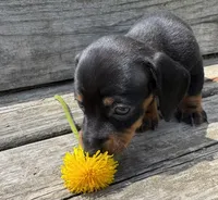 Olive, a female Miniature Dachshund for sale in Gladwin, MI – 2 of 4