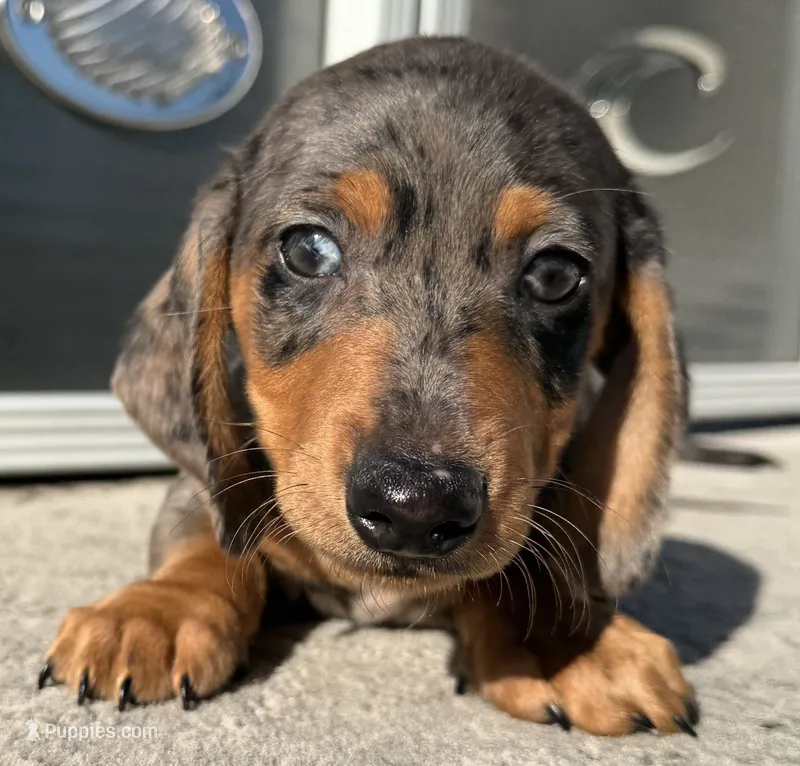 Webster – Miniature Dachshund puppy for sale in Gladwin, MI