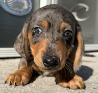 Webster, a male Miniature Dachshund for sale in Gladwin, MI – 1 of 3
