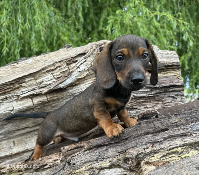 Theo – Miniature Dachshund puppy for sale in Gladwin, MI
