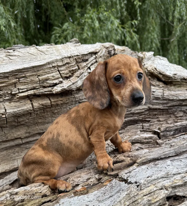 Aspyn – Miniature Dachshund puppy for sale in Gladwin, MI