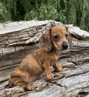 Aspyn, a female Miniature Dachshund for sale in Gladwin, MI – 1 of 2