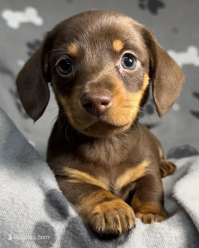 Elliott – Miniature Dachshund puppy for sale in Gladwin, MI
