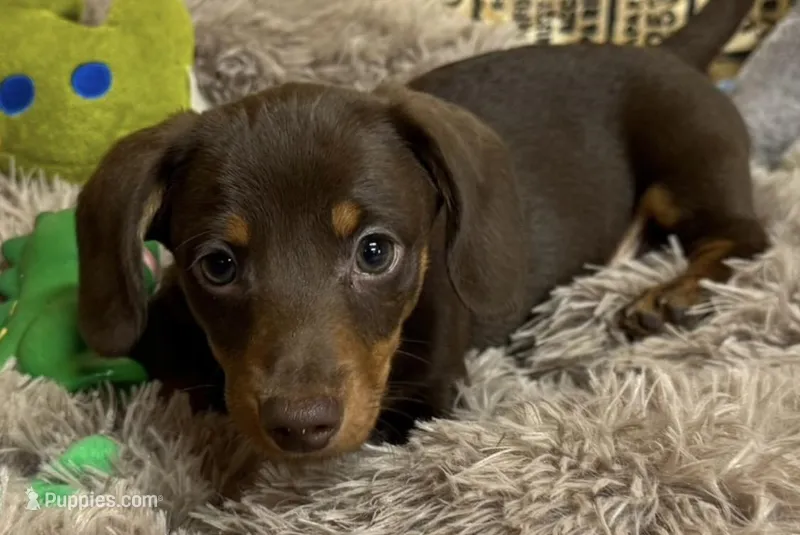 Elliott – Miniature Dachshund puppy for sale in Gladwin, MI