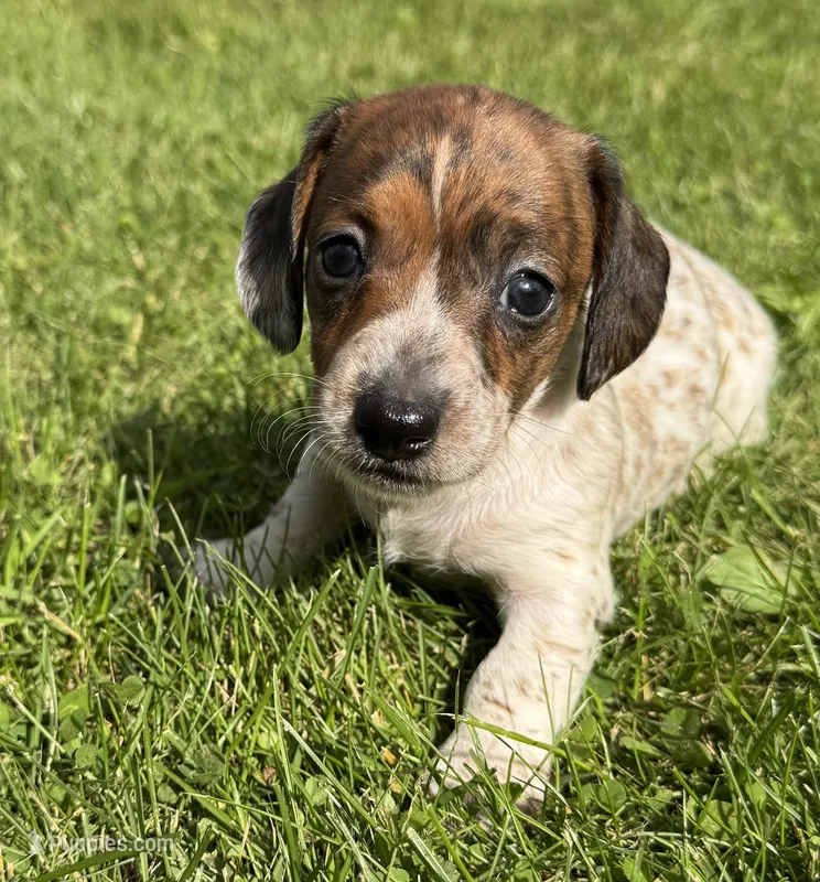 Skittles – Miniature Dachshund puppy for sale in Gladwin, MI
