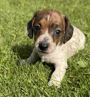 Skittles, a female Miniature Dachshund for sale in Gladwin, MI – 1 of 3