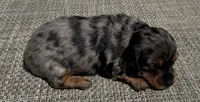 Darla, a female Miniature Dachshund for sale in Gladwin, MI – 4 of 4