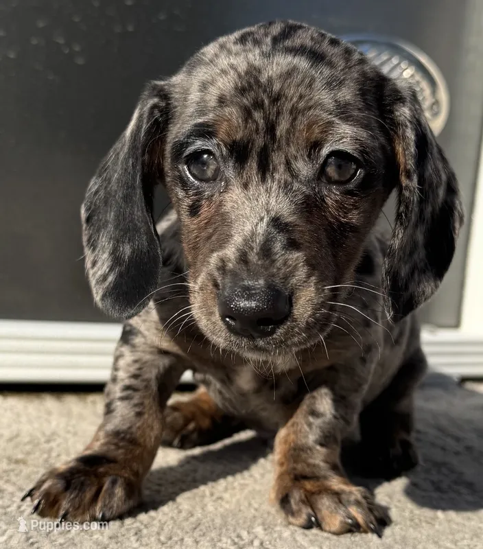 Riggs – Miniature Dachshund puppy for sale in Gladwin, MI