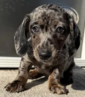 Riggs, a male Miniature Dachshund for sale in Gladwin, MI – 1 of 2