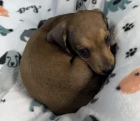 River, a female Miniature Dachshund for sale in Gladwin, MI – 4 of 4