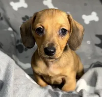 Lynzee , a female Miniature Dachshund for sale in Gladwin, MI – Photo 1 of 2