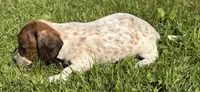 Skittles, a female Miniature Dachshund for sale in Gladwin, MI – 3 of 3