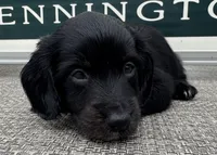 Zander, a male Miniature Dachshund for sale in Gladwin, MI – 2 of 3