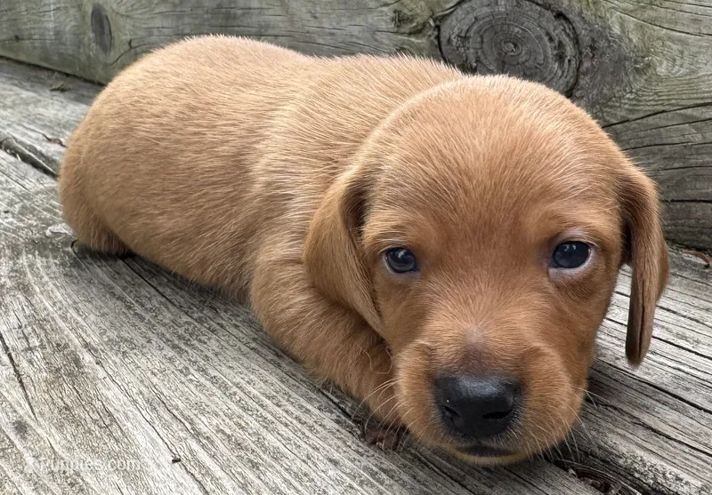 Marshall – Miniature Dachshund puppy for sale in Gladwin, MI