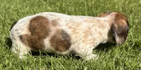 Skittles, a female Miniature Dachshund for sale in Gladwin, MI – 2 of 3