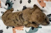 Freckles, a female Miniature Dachshund for sale in Gladwin, MI – 3 of 3