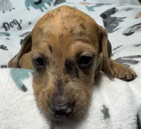 Freckles, a female Miniature Dachshund for sale in Gladwin, MI – 2 of 3