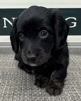 Zander, a male Miniature Dachshund for sale in Gladwin, MI – 3 of 3