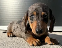 Webster, a male Miniature Dachshund for sale in Gladwin, MI – 2 of 3