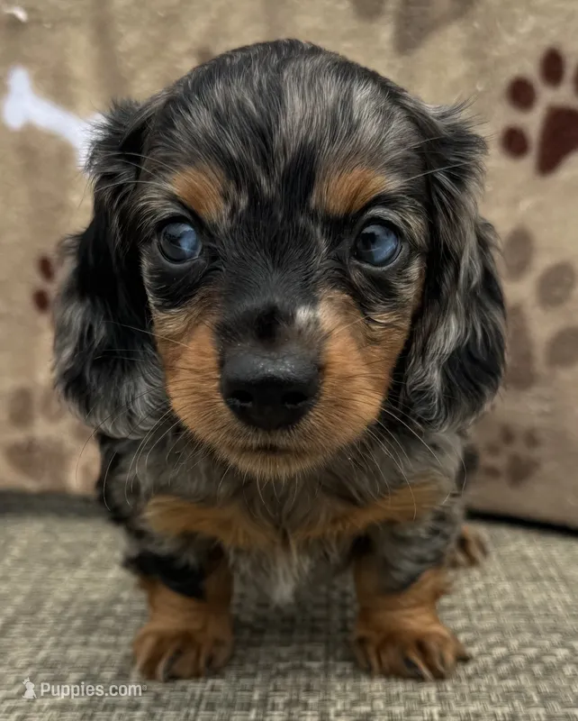 Darla – Miniature Dachshund puppy for sale in Gladwin, MI