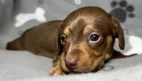 Snickers, a female Miniature Dachshund for sale in Gladwin, MI – Photo 1 of 2