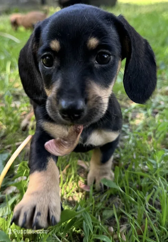 Kona – Miniature Dachshund puppy for sale in Gladwin, MI