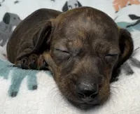 Myah, a female Miniature Dachshund for sale in Gladwin, MI – 3 of 3