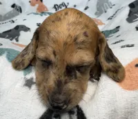 Freckles, a female Miniature Dachshund for sale in Gladwin, MI – 1 of 3