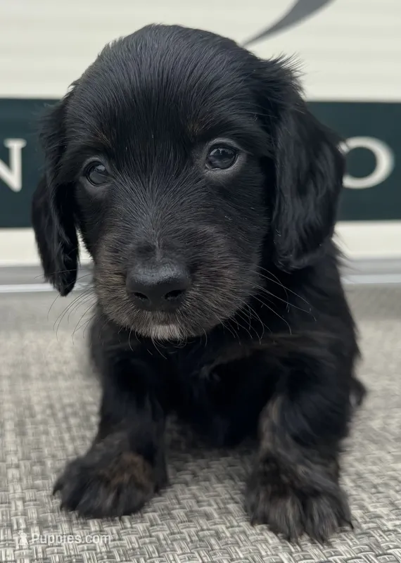 Zander – Miniature Dachshund puppy for sale in Gladwin, MI