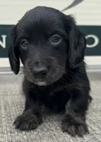 Zander, a male Miniature Dachshund for sale in Gladwin, MI – 1 of 3