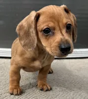 Whitney, a female Miniature Dachshund for sale in Gladwin, MI – 2 of 2
