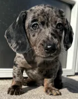 Riggs, a male Miniature Dachshund for sale in Gladwin, MI – 2 of 2
