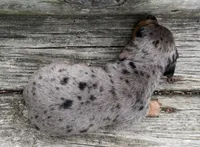 Paxton, a male Miniature Dachshund for sale in Gladwin, MI – 2 of 3
