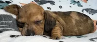 Aspyn, a female Miniature Dachshund for sale in Gladwin, MI – 2 of 3
