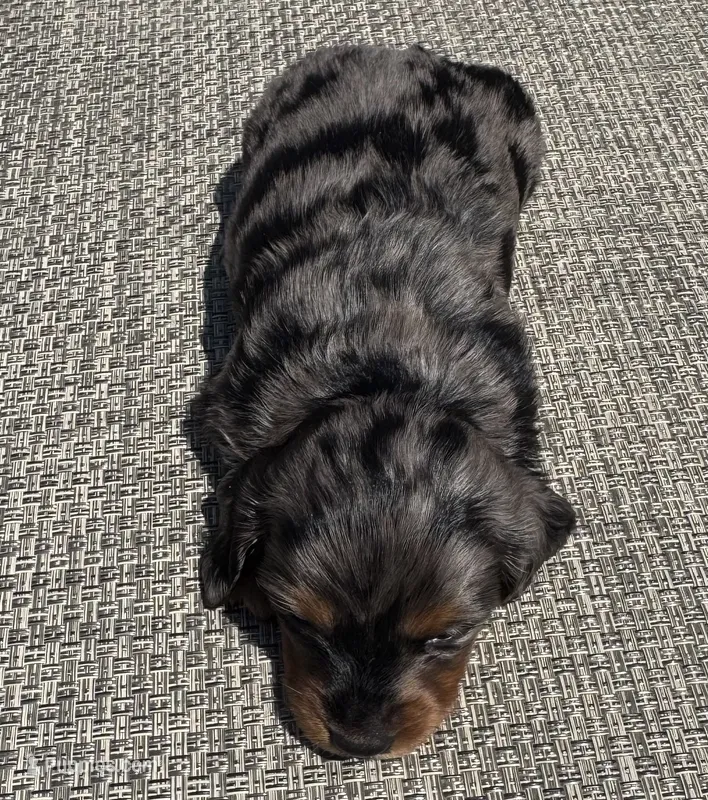 Darla – Miniature Dachshund puppy for sale in Gladwin, MI