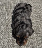 Darla, a female Miniature Dachshund for sale in Gladwin, MI – 1 of 4