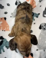 Aspyn, a female Miniature Dachshund for sale in Gladwin, MI – 3 of 3