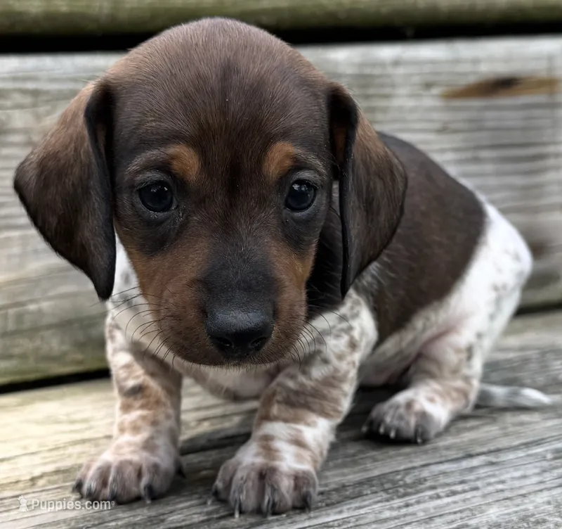 Cypress – Miniature Dachshund puppy for sale in Gladwin, MI