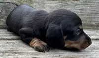 Butler, a male Miniature Dachshund for sale in Gladwin, MI – 2 of 2