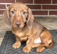 Natalee, a female Miniature Dachshund for sale in Gladwin, MI – Photo 1 of 4