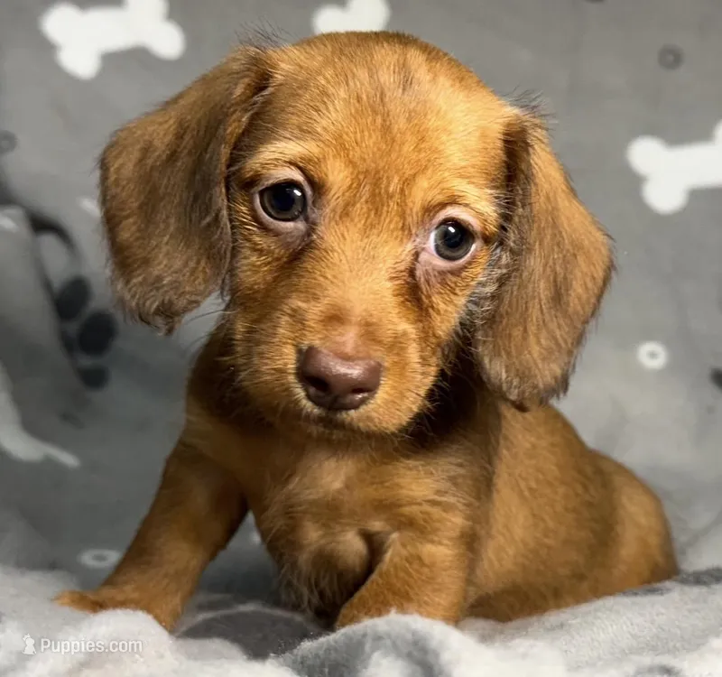 Natalee, a female Miniature Dachshund for sale in Gladwin, MI – Photo 1 of 3