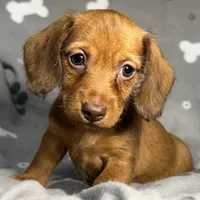 Natalee, a female Miniature Dachshund for sale in Gladwin, MI – Photo 2 of 4