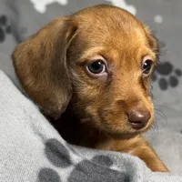 Natalee, a female Miniature Dachshund for sale in Gladwin, MI – Photo 3 of 4