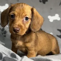 Natalee, a female Miniature Dachshund for sale in Gladwin, MI – Photo 4 of 4