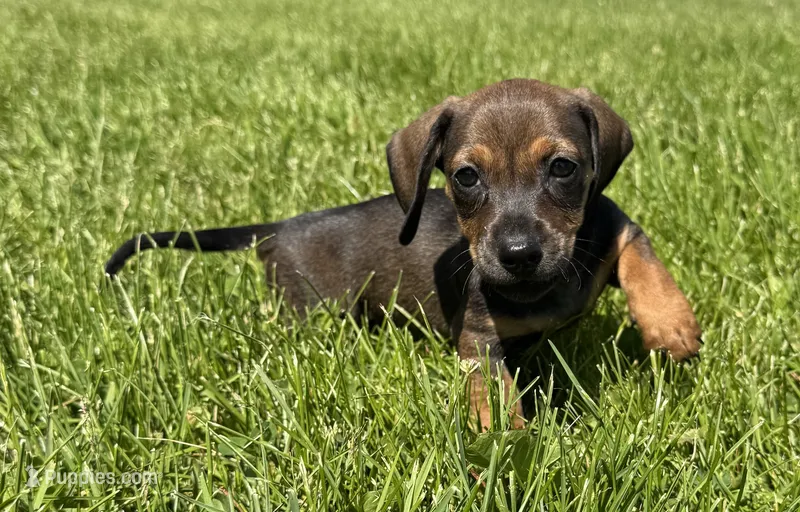 Cleo – Miniature Dachshund puppy on hold in Gladwin, MI