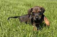 Cleo, a female Miniature Dachshund for sale in Gladwin, MI – 1 of 2