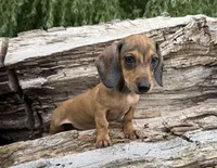 River, a female Miniature Dachshund for sale in Gladwin, MI – 1 of 1