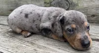 Paxton, a male Miniature Dachshund for sale in Gladwin, MI – 3 of 3